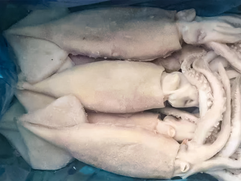 鱿鱼的捕捞情况分析